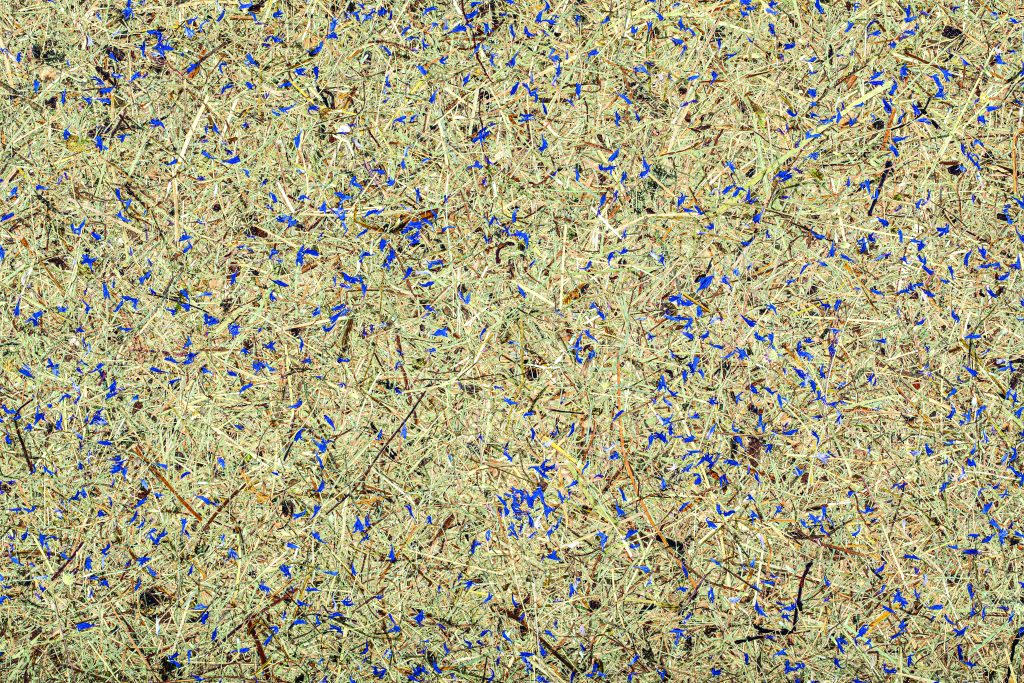 Super Organic Alpine hay bio and blue cornflowers